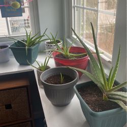 Aloe Plants 