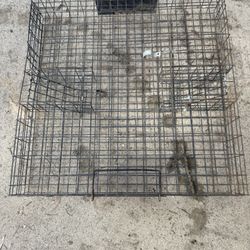 Humane squirrel trap