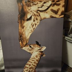 Giraffe Picture 