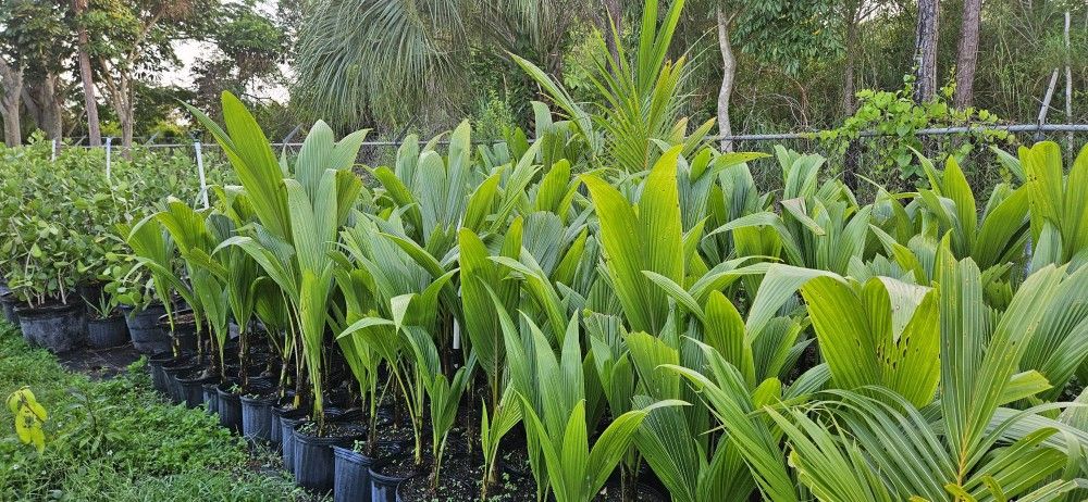 Cocos Enanos