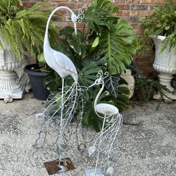 2 Peacocks 