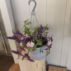 MIX PLANT VINCA & PURPLE HEART /$10 /  PLANTA MIXTA CORAZON PURPURA Y TERESITA / NELLIS BLVD Y CHEYENNE AVE 