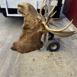 Moos Head Taxidermy 