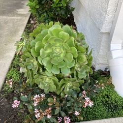 Big Succulent 
