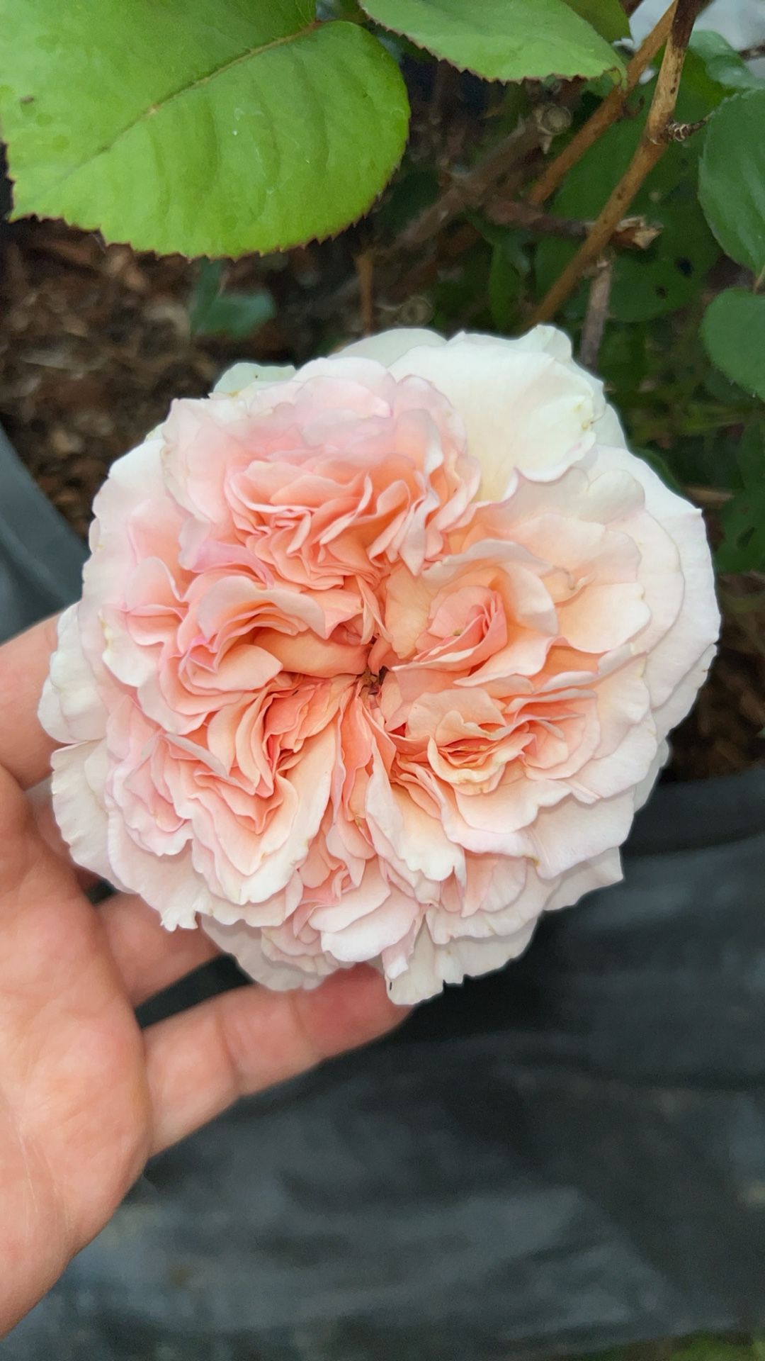 Princess Charlene De Monaco Florist From Rose, Very Fragrant and a 7 gallon pot