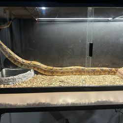 Reptile Cage 5x2x2