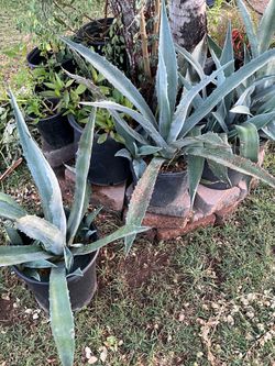 A small business built on providing great plants