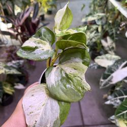4” Manjula Pothos