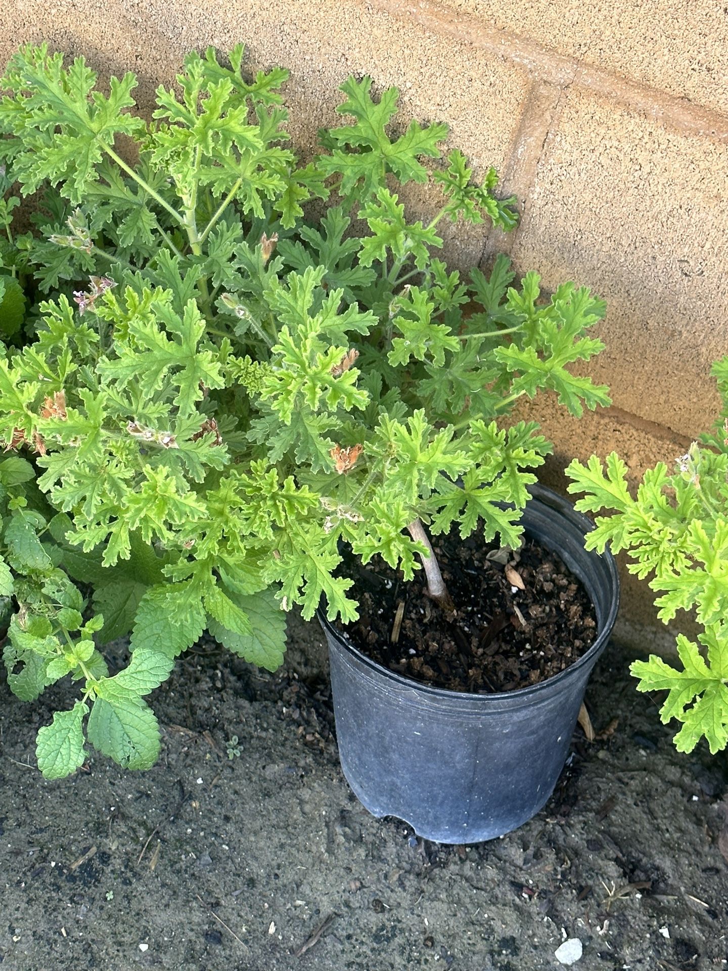Citronella Plant for Sale in Pumpkin Center, CA OfferUp