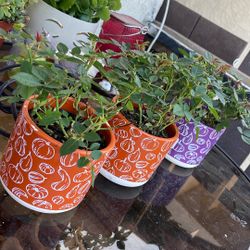 3 Roses Plants Color Red And Yellow 