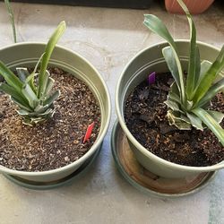 2 Golden Pineapple Starter Plants