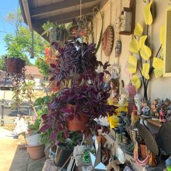 Plants For Sale 