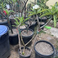 Plumeria White