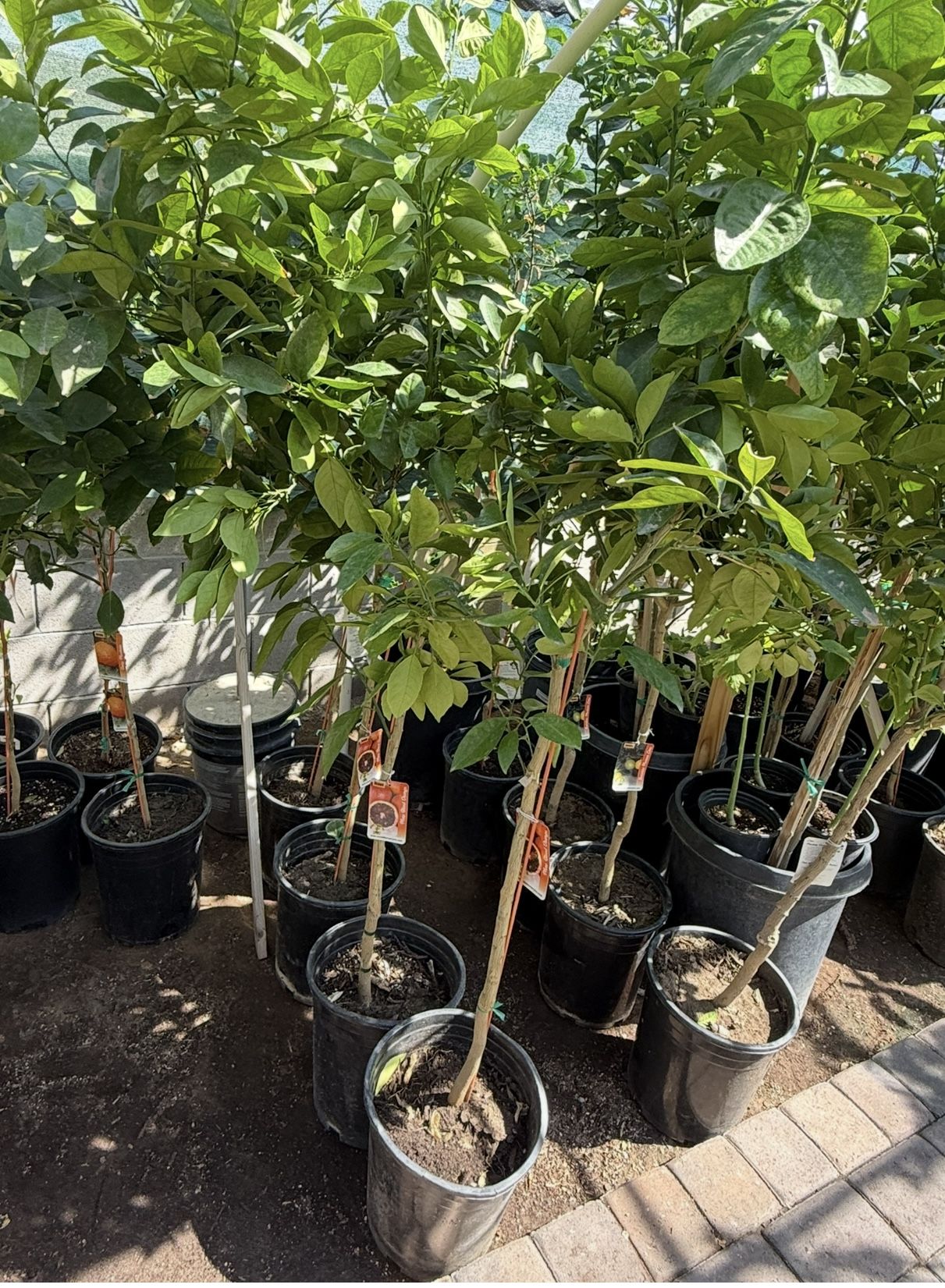 Moro Blood Orange 🍊Trees 4 1/2 The Tall $55 Each Price Firm