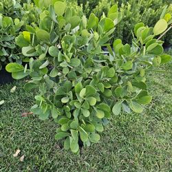 Clusias Over 3 Feet Tall Full Green  Fertilized  Ready For Planting Instant Privacy Hedge  Same Day Transportation 