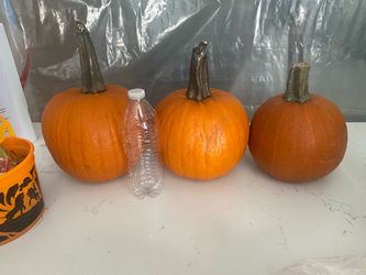 Not So Fancy Pumpkins From Fancy Irvine Park