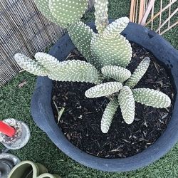 Beautiful Succulents $5.00 Each