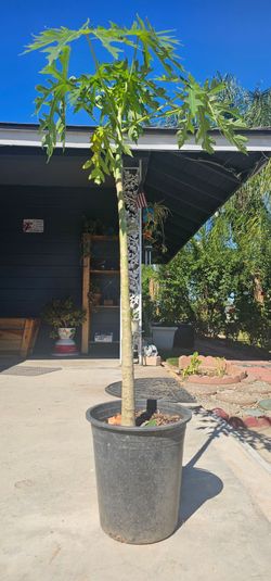 Potted Papaya Tree Live Plant