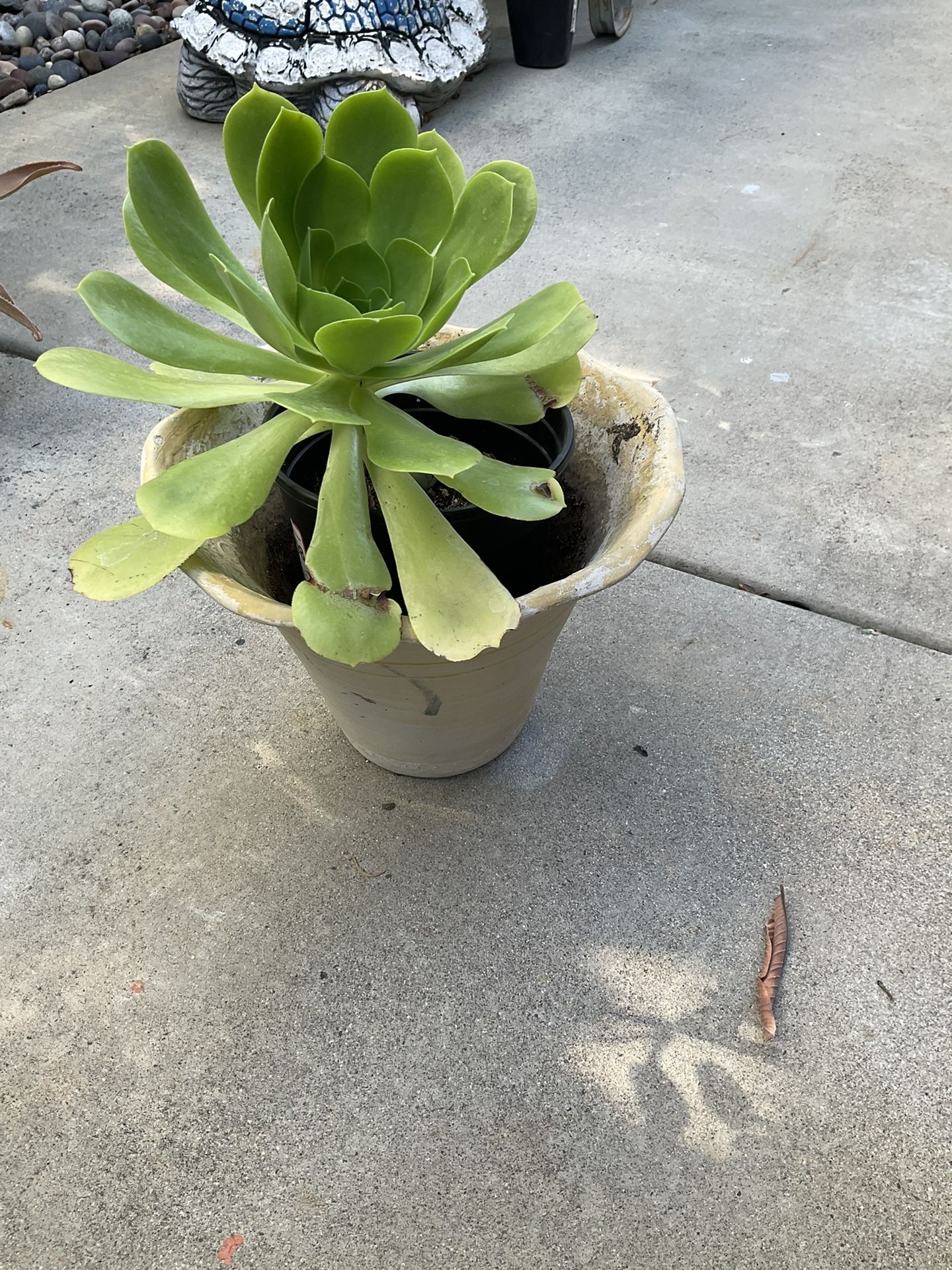 Succulent Plant Aeoneum Green Rosette With Terra Cotta Pot