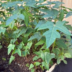 Hawaiian Papaya Sapling