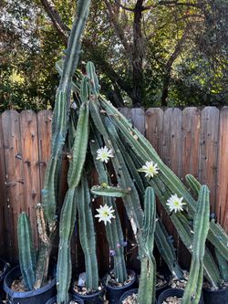 🌵 Large Blue Columnar Cactus – Beautiful White Flowers – Multiple Sizes