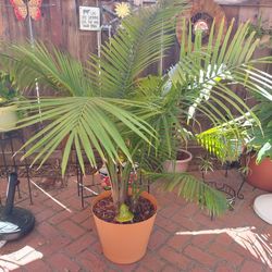 Super Big Palm Tree 🌴