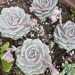 Echeveria Lola (2 Plants)