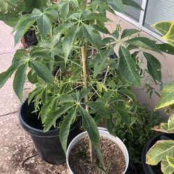 Silk Floss Tree In Upcycled Tamale Pot
