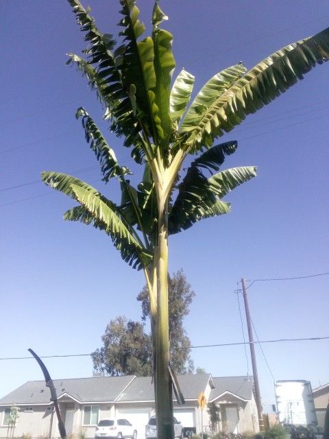 Banana Trees