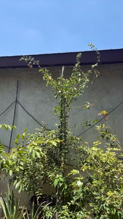 Guamuchil