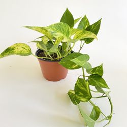 Golden Pothos, 6” Container, Devils Ivy, Epipremnum Aureum 