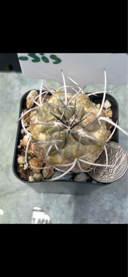 Copiapoa