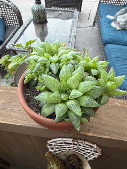 Succulent