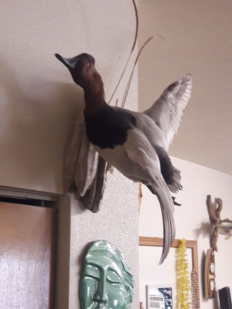 Male Canvasback duck mount
