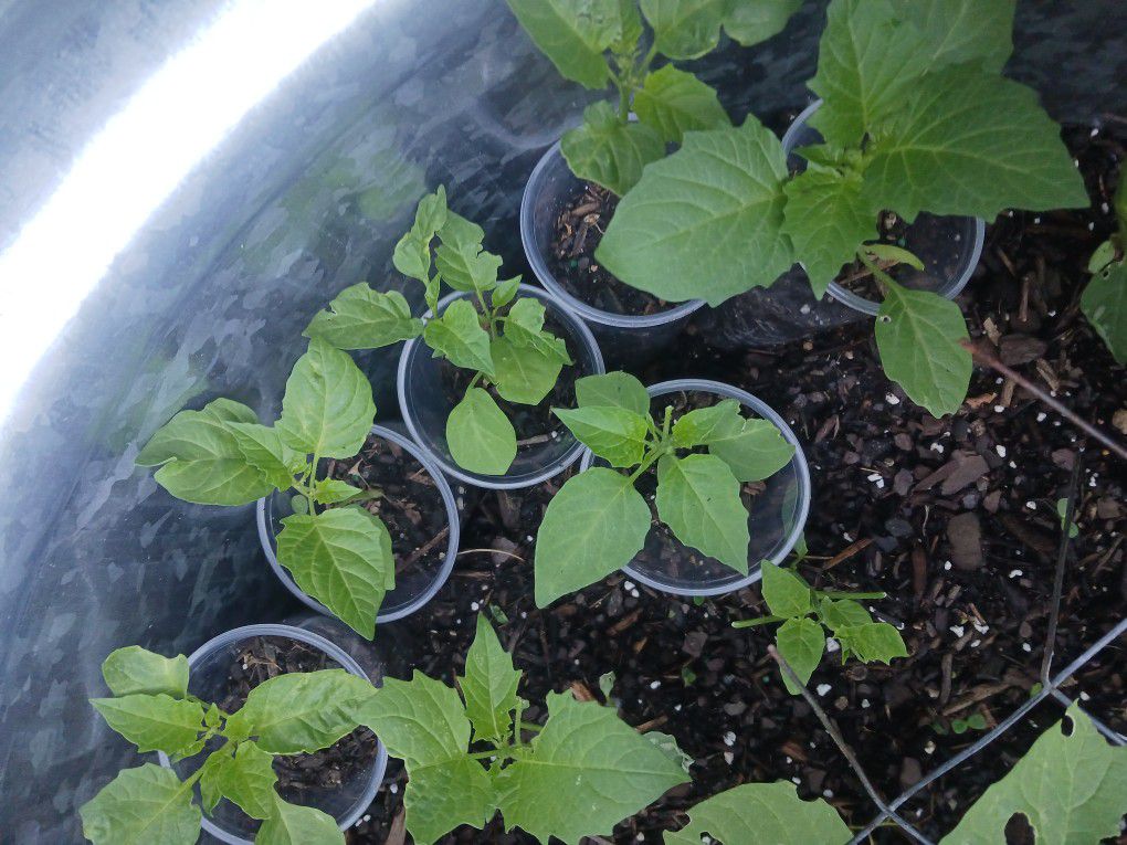 6 Tomatillo Plants $10