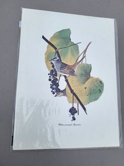 Print white crowned sparrow 8.5x11.5"