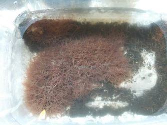 Live blk worms fish food