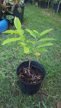 Sugar Apple Custard Apple Sharifa Sitaphal Cherimoya Atemoya family fruit tree small, medium and large plant