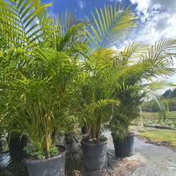 dracaena warneckii Dracaena Warneckii