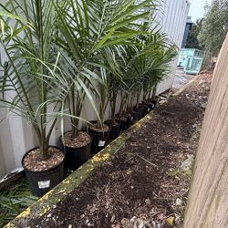 PALM TREES.. Ravena Majesty Palms