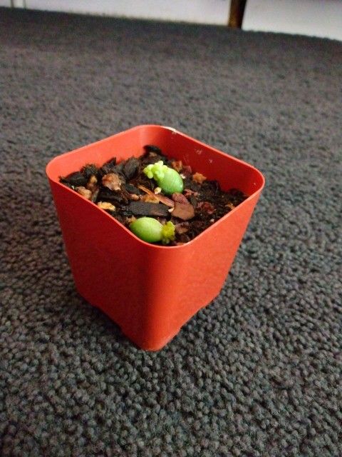 Burros Tail Starter Succulent 