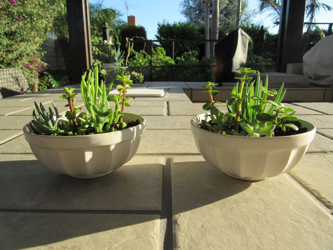 Pair Of Light Gray Garden Pots With Succulents