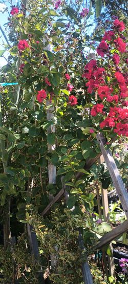 Crepe Myrtle trees and bushes.