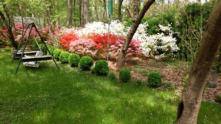 Three different kinds of boxwoods