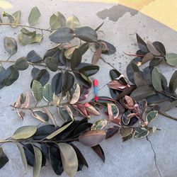 Fresh Rubber Plant Cuttings 🌱