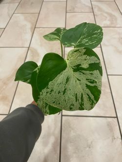 Monstera bulbasaur plant