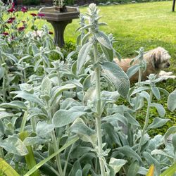 Lambs Ear