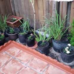 Lot Of Plants, Mint, Bassil,alovera,flowers, Grape Leafs,etc