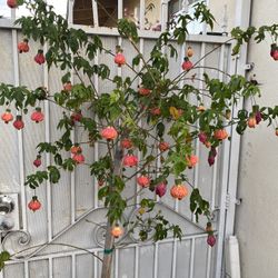 Abutilon Chinese Lantern Blooming Plant, In 5 Gallons Pot 7 Feet Tall Pick Up Only