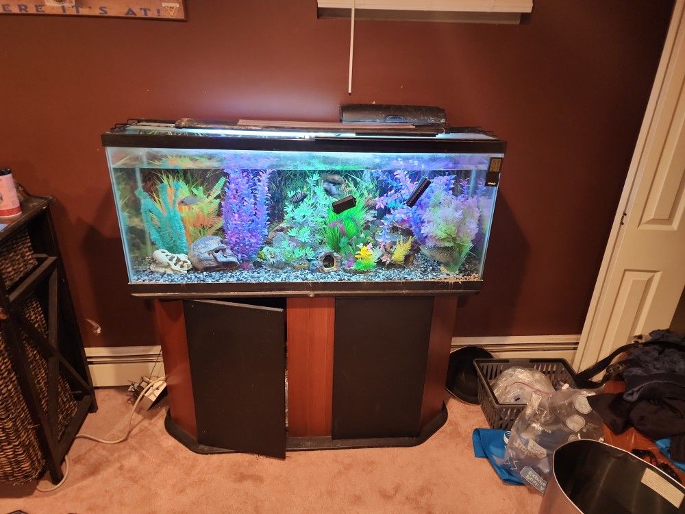 55 Gallon Fish Tank With Cabinet And Fully Loaded With Filter,south American Chicleds 